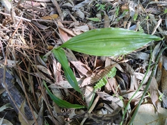 Acanthophippium sylhetense