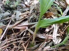 Acanthophippium sylhetense