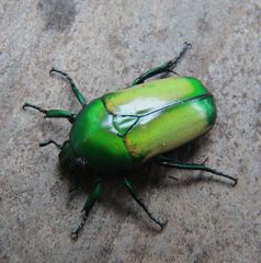 Chlorocala africana subsuturalis