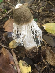 Phallus atrovolvatus