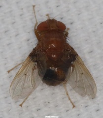 Ormia brevicornis