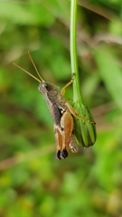 Phaulacridium vittatum