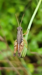 Phaulacridium vittatum