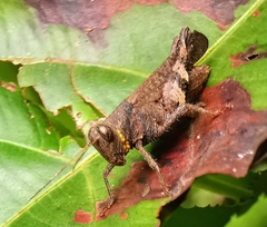 Apalacris varicornis
