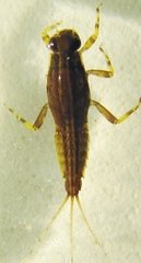 Ephemerella aurivillii