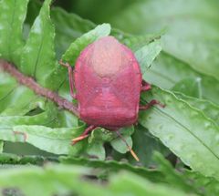 Coridiellus figlinus