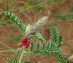 Indigofera daleoides image