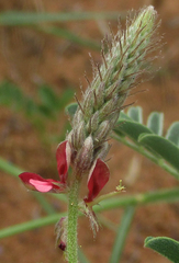 Indigofera daleoides image