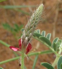 Indigofera daleoides image