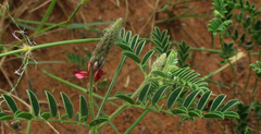 Indigofera daleoides image