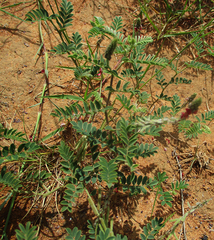 Indigofera daleoides image