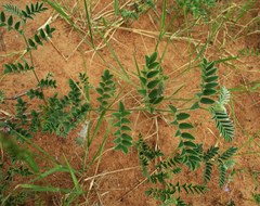 Indigofera daleoides image