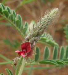 Indigofera daleoides image