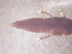 Ephemerella aurivillii