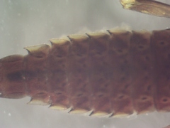 Ephemerella aurivillii
