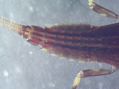 Ephemerella aurivillii