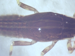 Ephemerella aurivillii