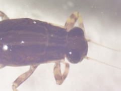 Ephemerella aurivillii