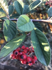 Cotoneaster glaucophyllus
