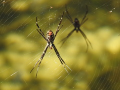 Argiope radon