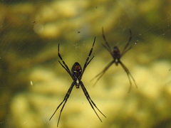 Argiope radon