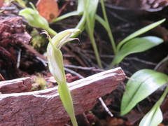 Pterostylis scabrida