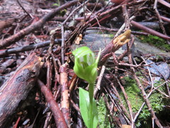 Pterostylis scabrida
