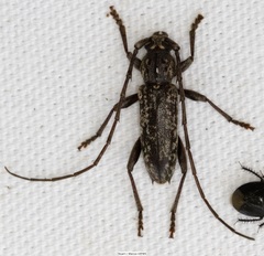 Parelaphidion aspersum