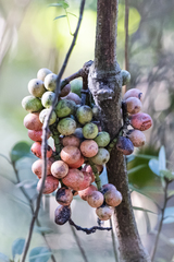 Gnetum luofuense