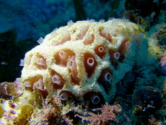 Aplidium clivosum