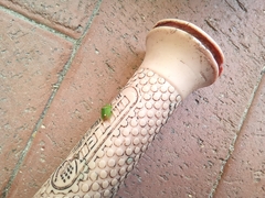 Ocirrhoe unimaculata