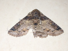 Pericyma