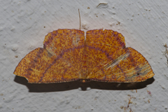 Eumelea rosalia