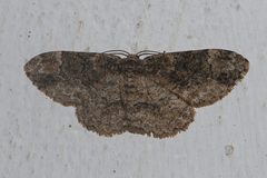 Parapholodes fuliginea