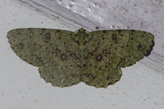 Ophthalmitis