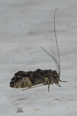 Myopsocidae
