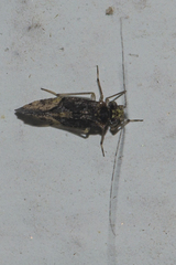 Myopsocidae