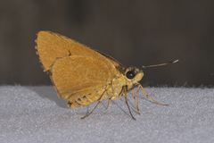 Cupitha purreea