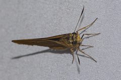 Cupitha purreea