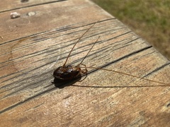 Hemideina crassidens
