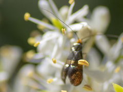Nemophora sparsella