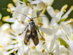 Nemophora sparsella