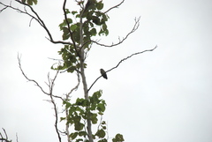 Yungipicus moluccensis