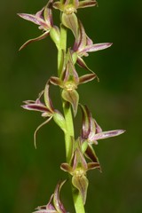 Prasophyllum sphacelatum