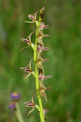 Prasophyllum sphacelatum