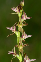 Prasophyllum sphacelatum