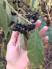 Callicarpa acuminata