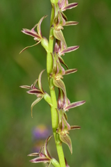 Prasophyllum sphacelatum