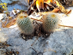 Mammillaria columbiana yucatanensis
