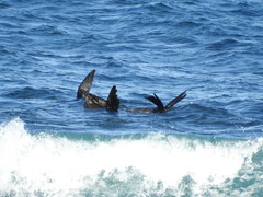 Arctocephalus forsteri